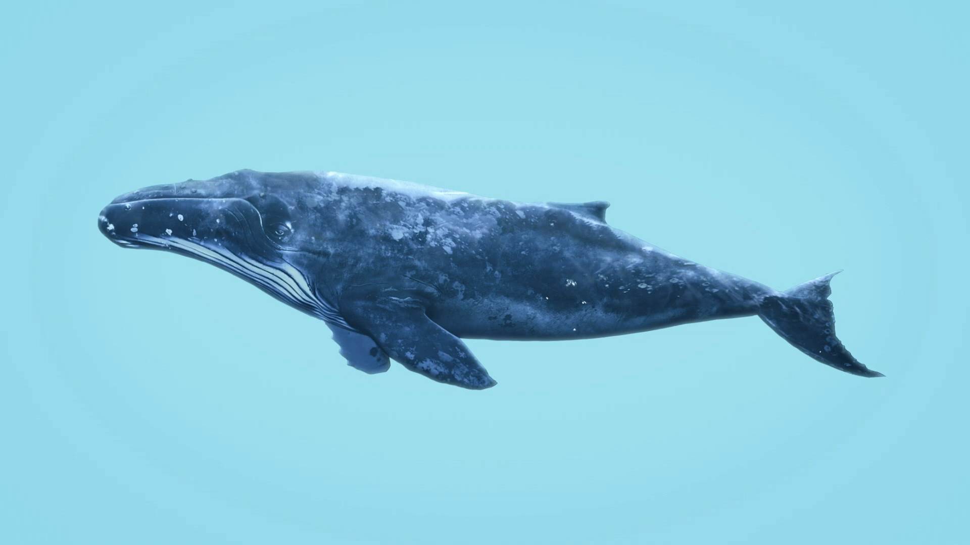 Whale  