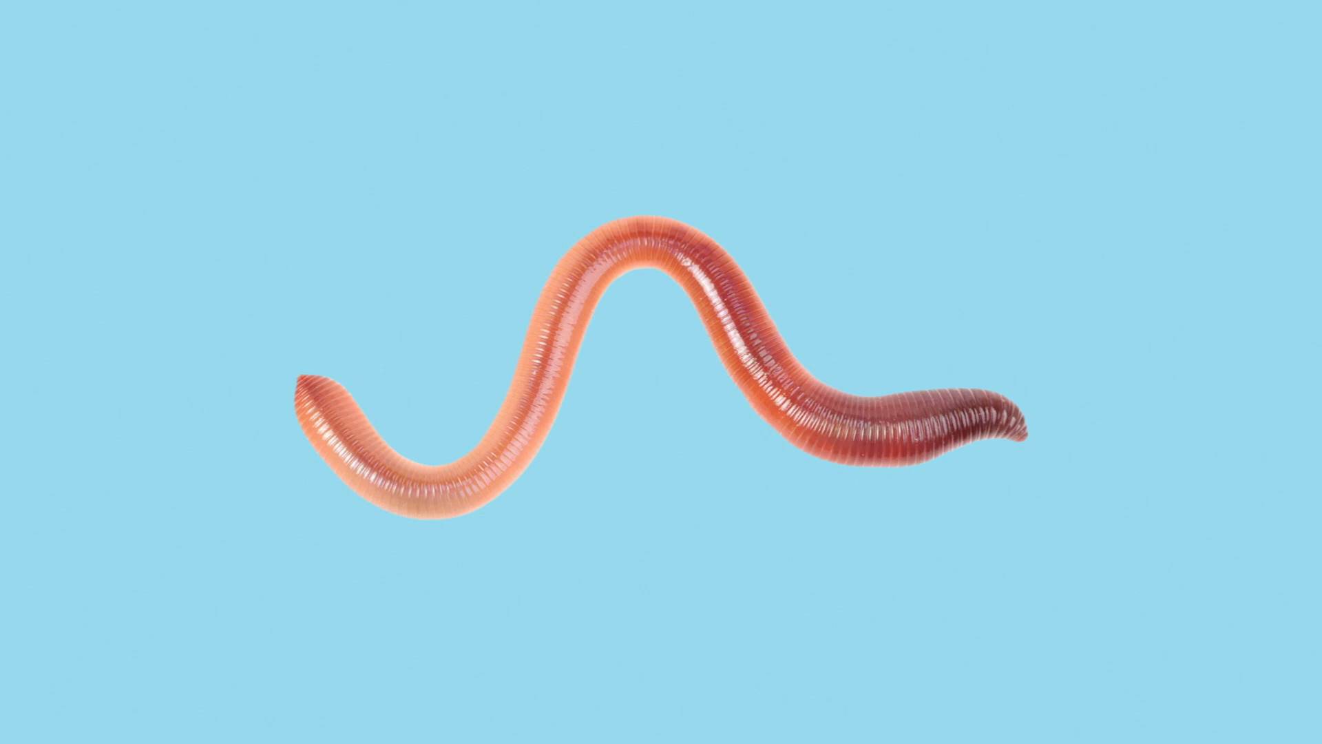 Worm  