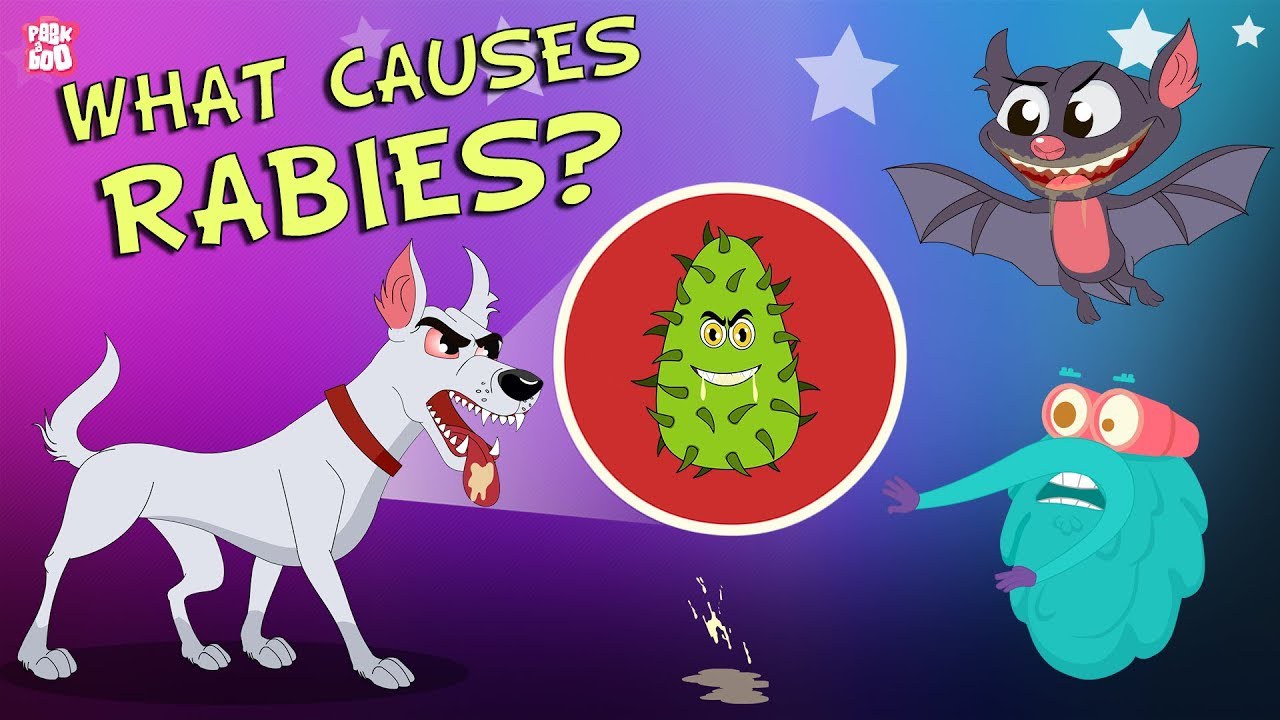 What Causes Rabies