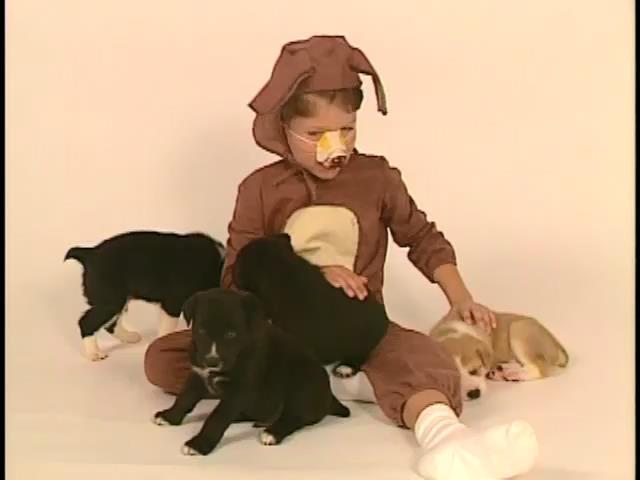 Animals